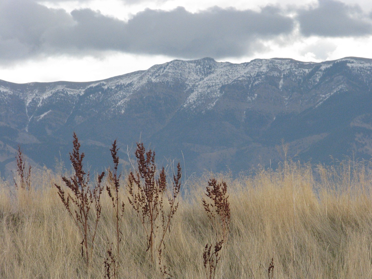 field  mountain  rocky mountains free photo