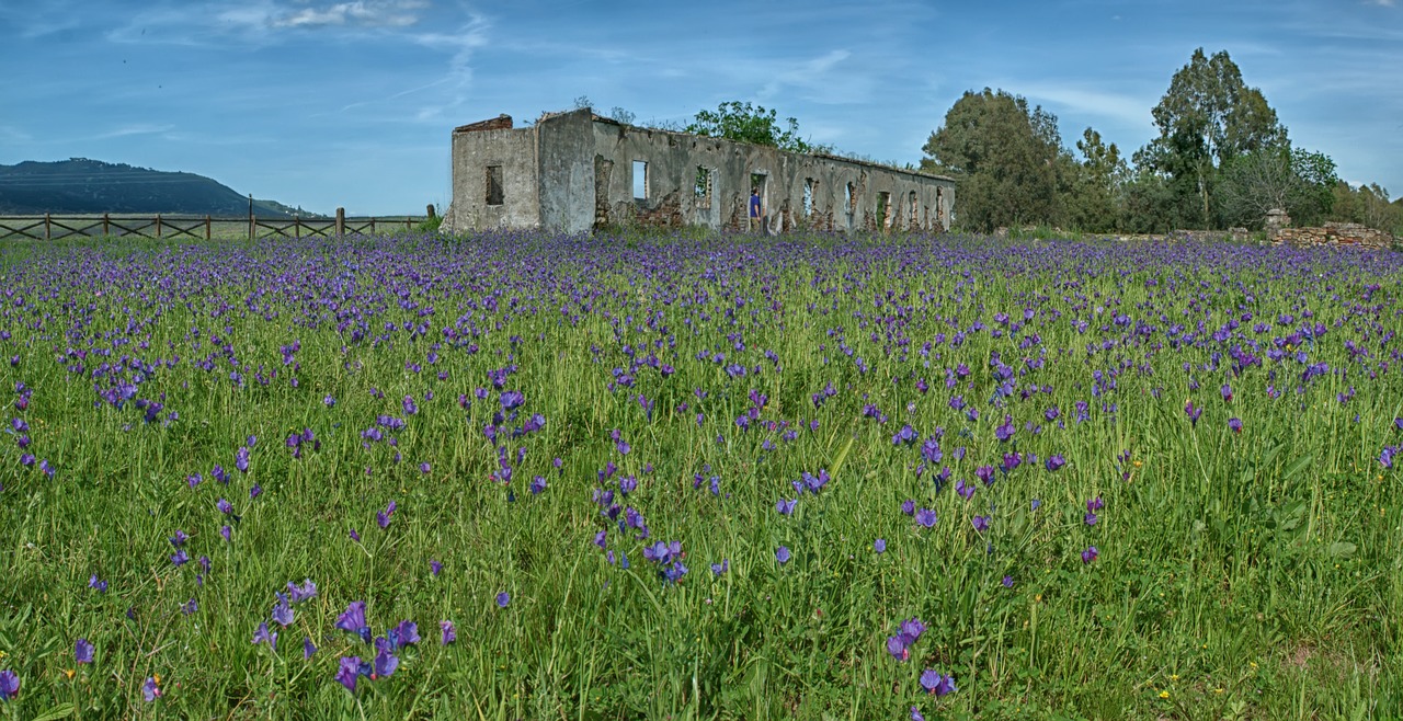 field  house  flowers free photo