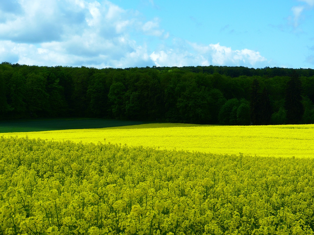 field field of rapeseeds forest free photo