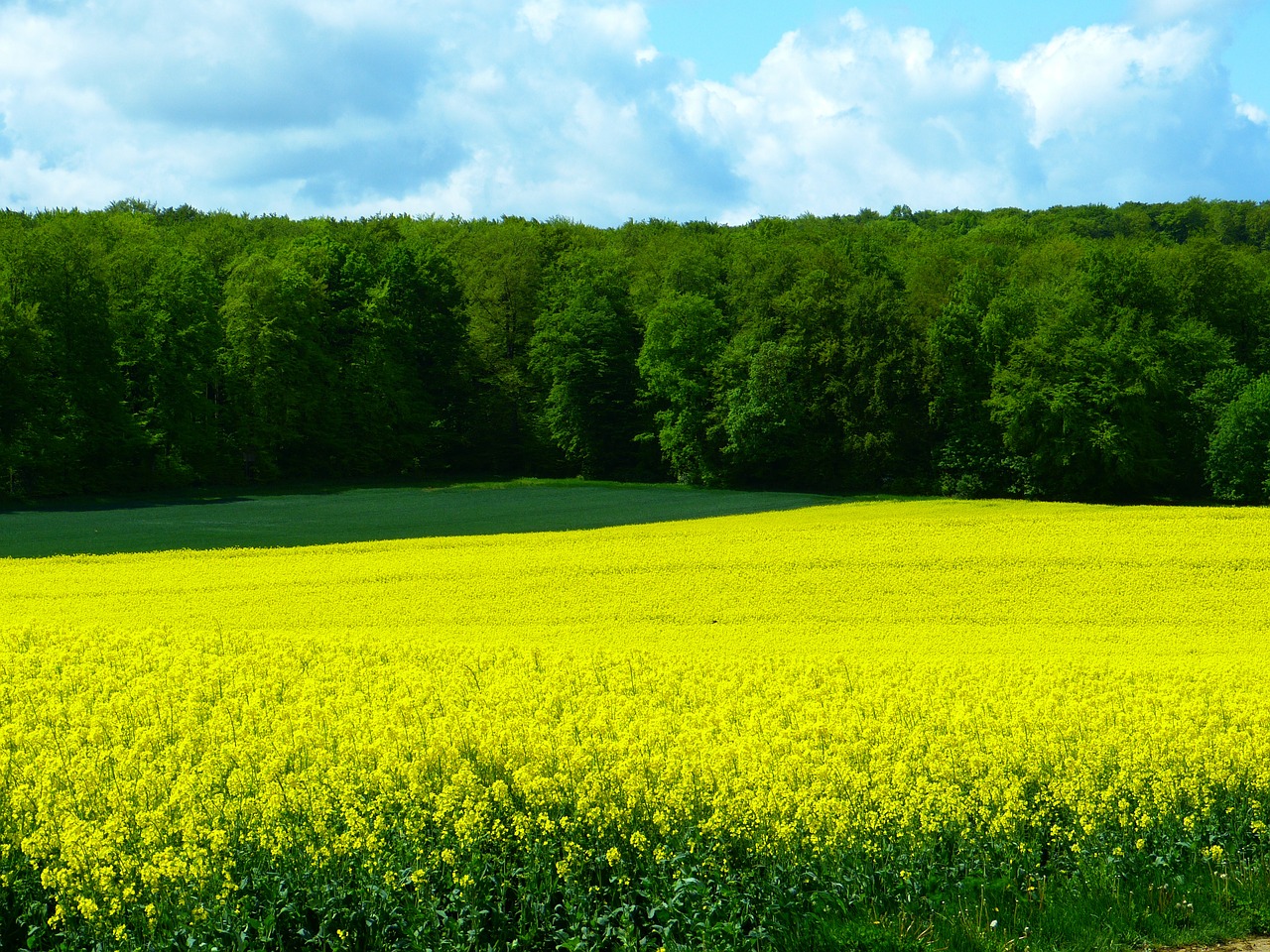 field field of rapeseeds forest free photo