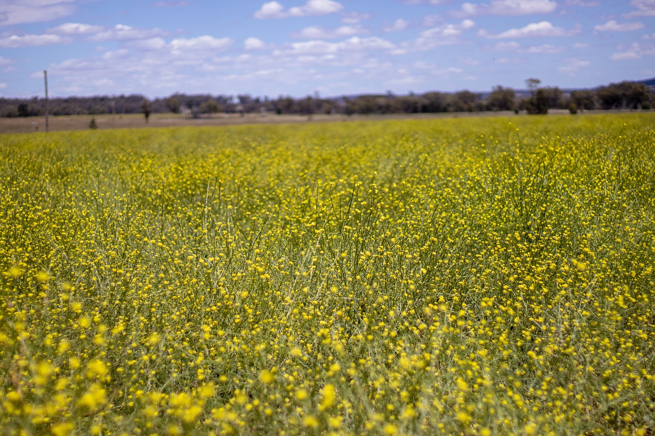 field  flowers  yellow free photo