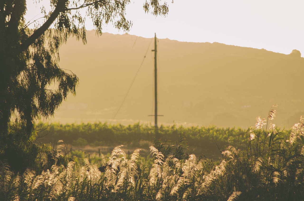 field  haze  landscape free photo