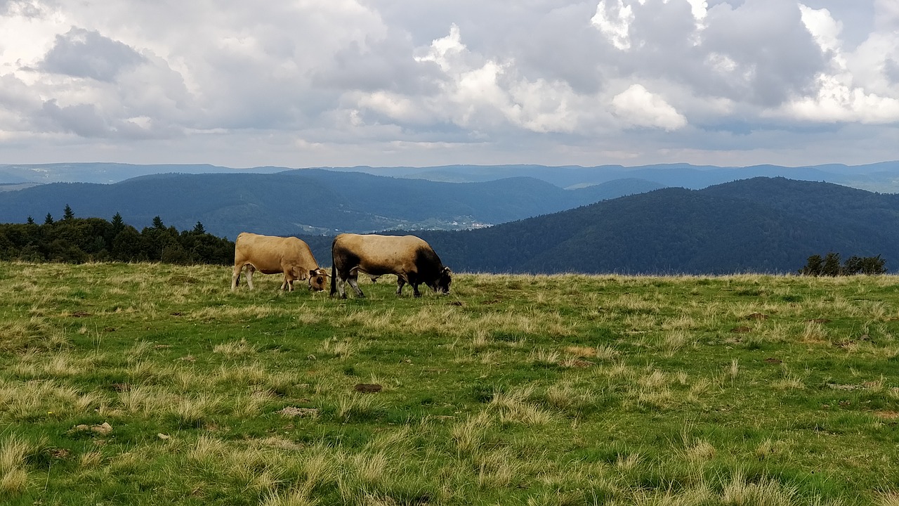 field  mountain  cows free photo