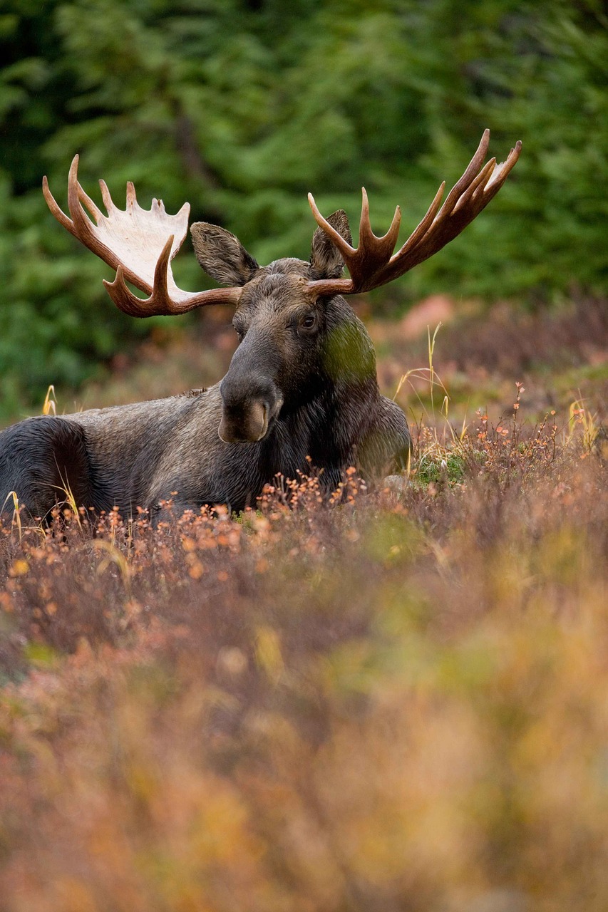 field resting animal free photo