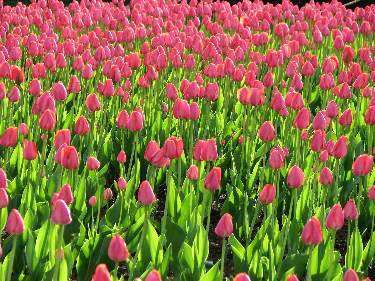 field pink tulips free photo