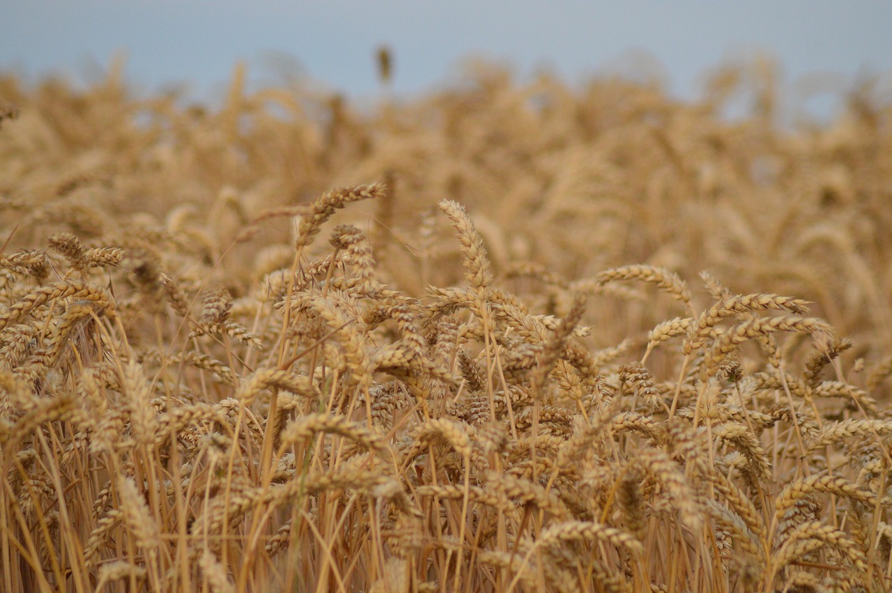 field  wheat  cereals free photo