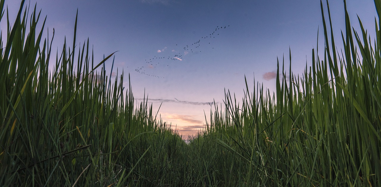 field  rice  paddy free photo