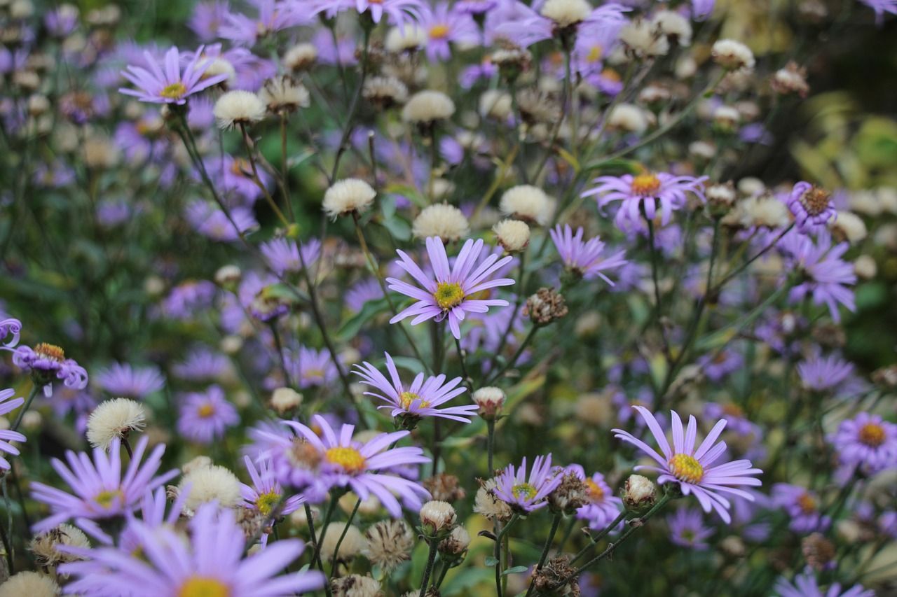 field  flowers  purple free photo