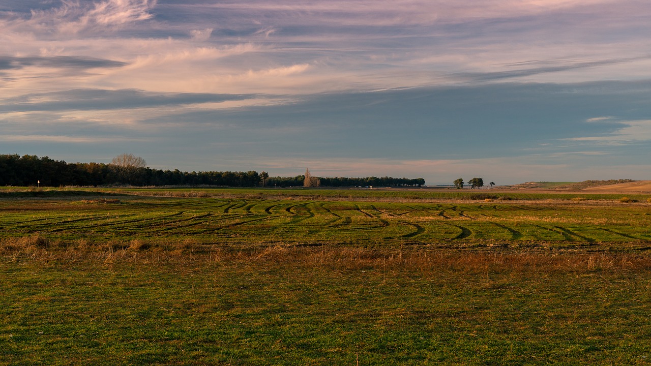 field  horizon  landscape free photo