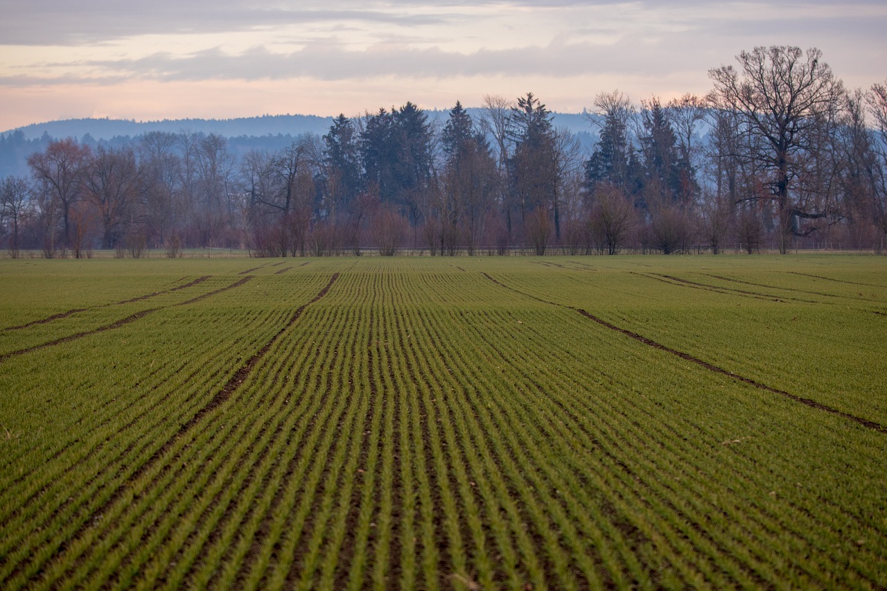 field  lines  nature free photo