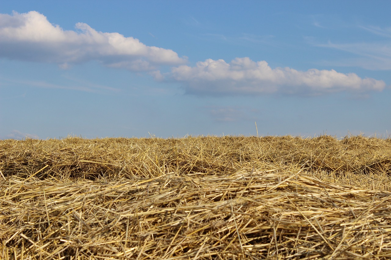 field harvest straw free photo