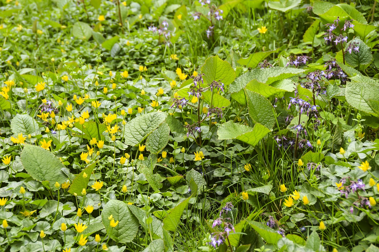 field  meadow  flowers free photo