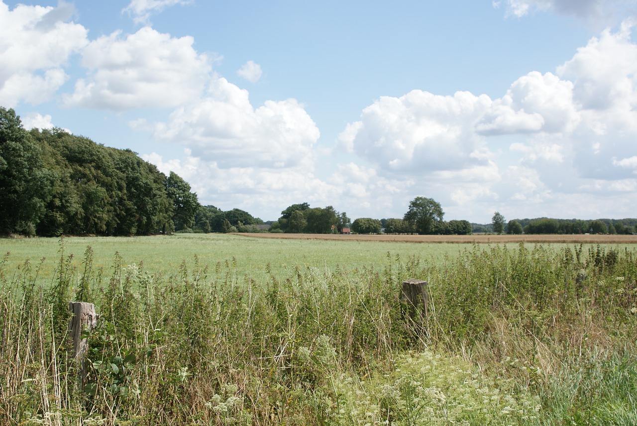 field  nature  summer free photo