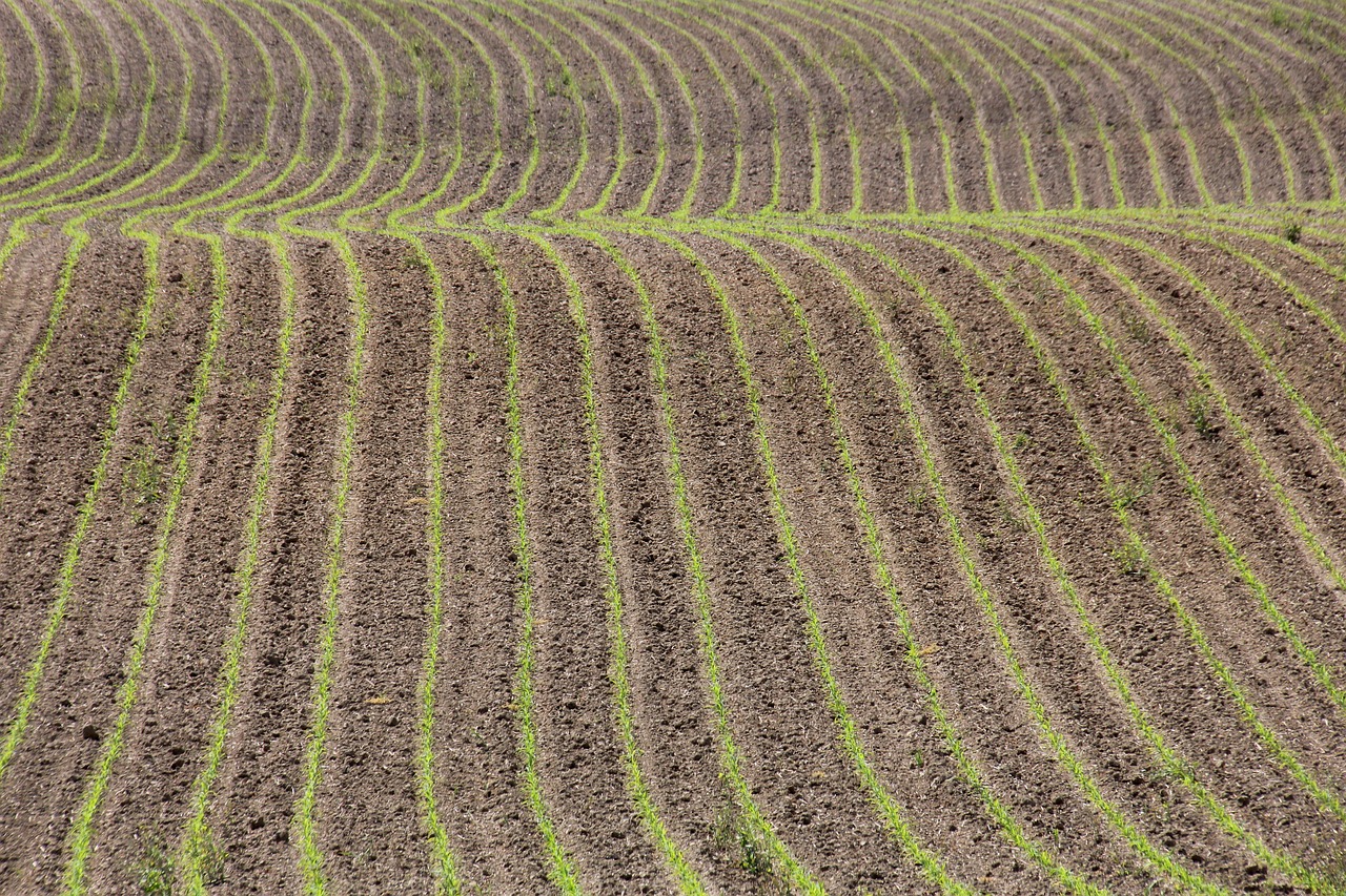 field  arable  agriculture free photo