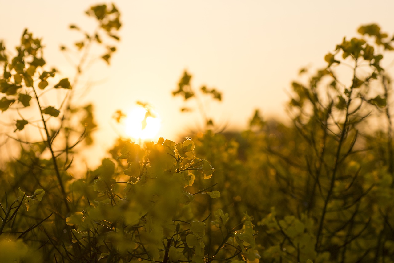 field  sunset  backlighting free photo