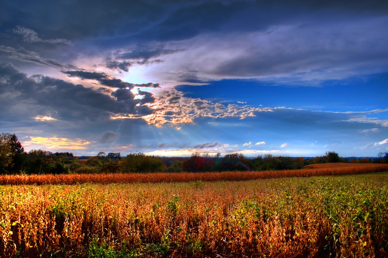 field  corn  nature free photo