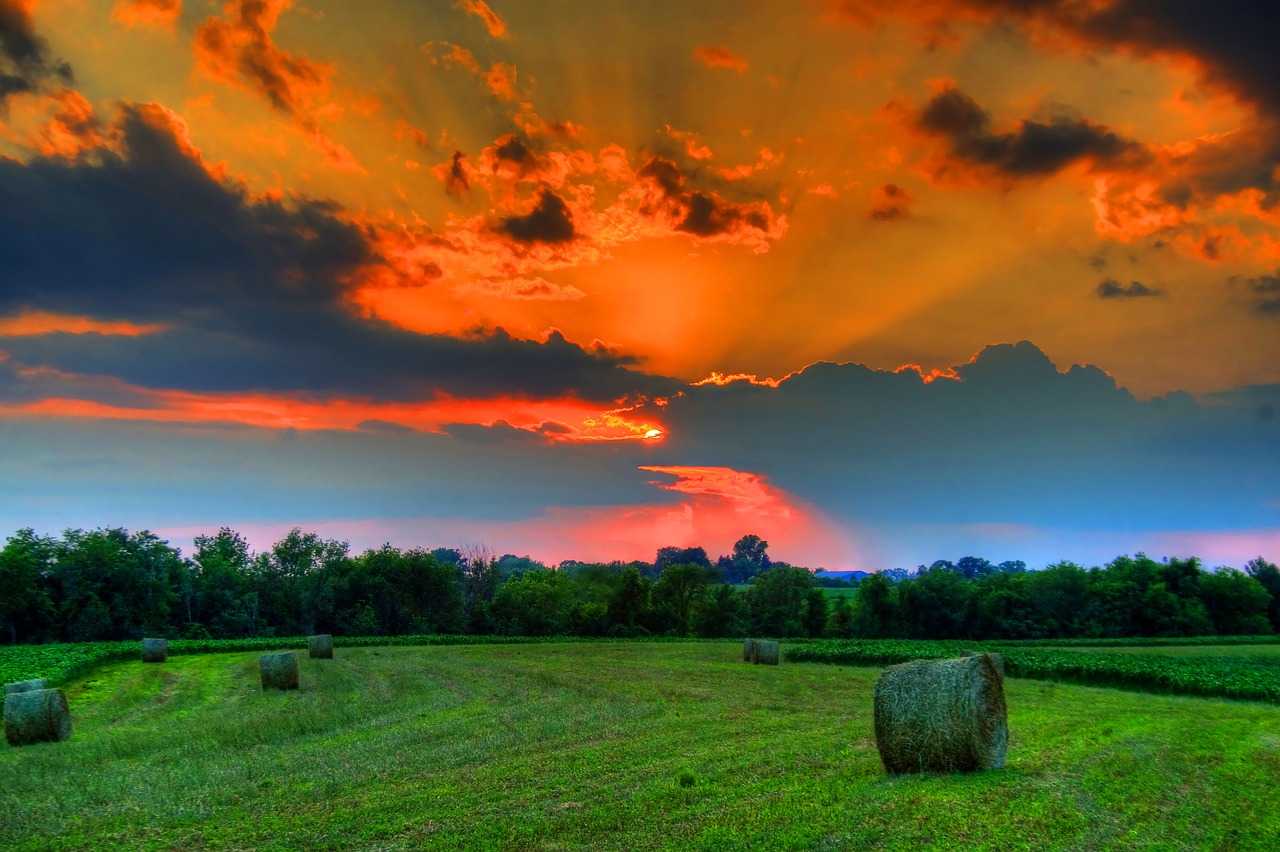 field  sunset  landscape free photo