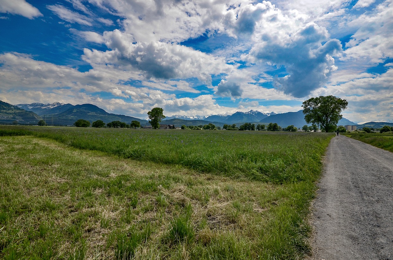 field  meadow  landscape free photo