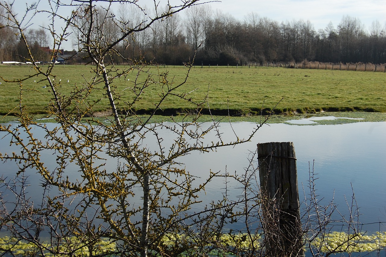 field  nature  pond free photo