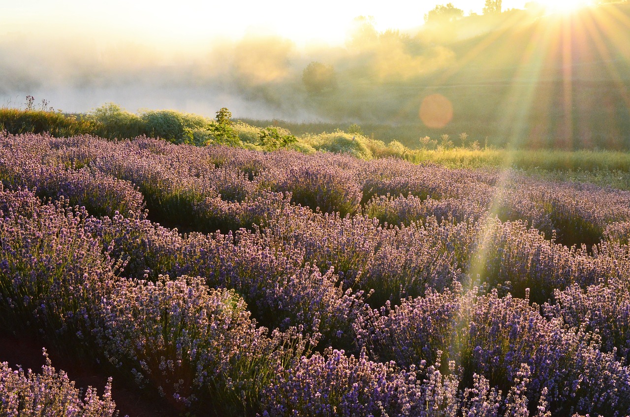 field  horizon  lavender free photo