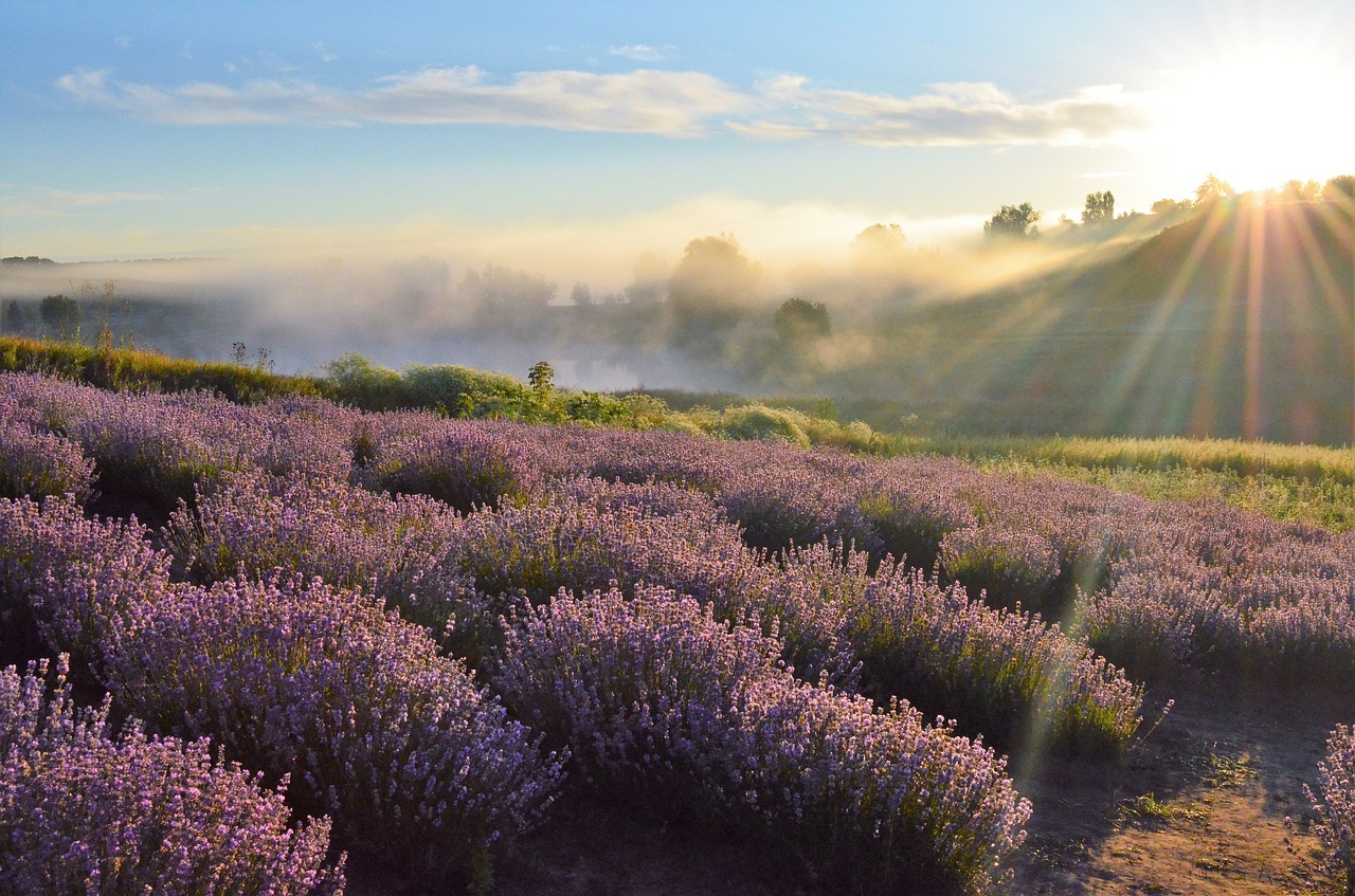 field  horizon  lavender free photo