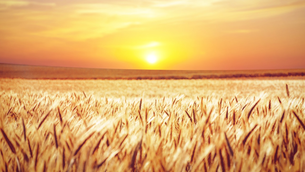 field  sunset  cornfield free photo