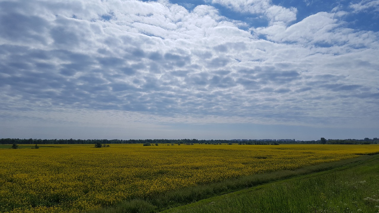 field  blue sky  clouds free photo