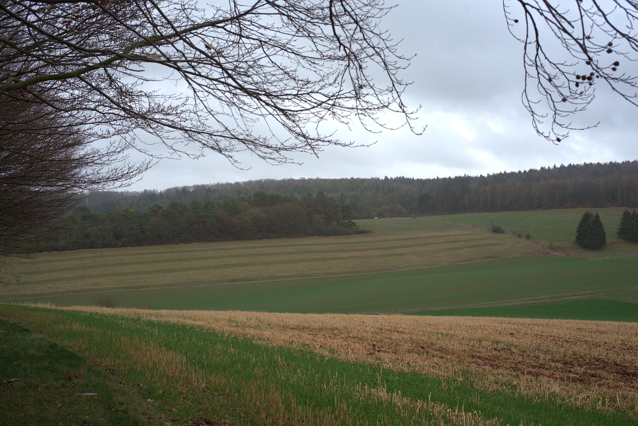 field  elbe mountain  edge of the woods free photo