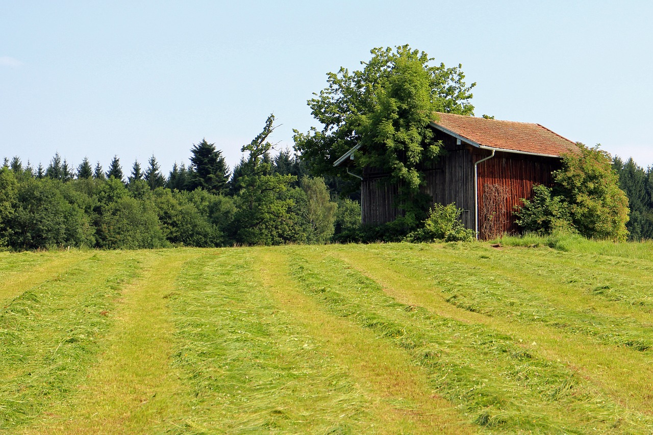 field barn hut free photo