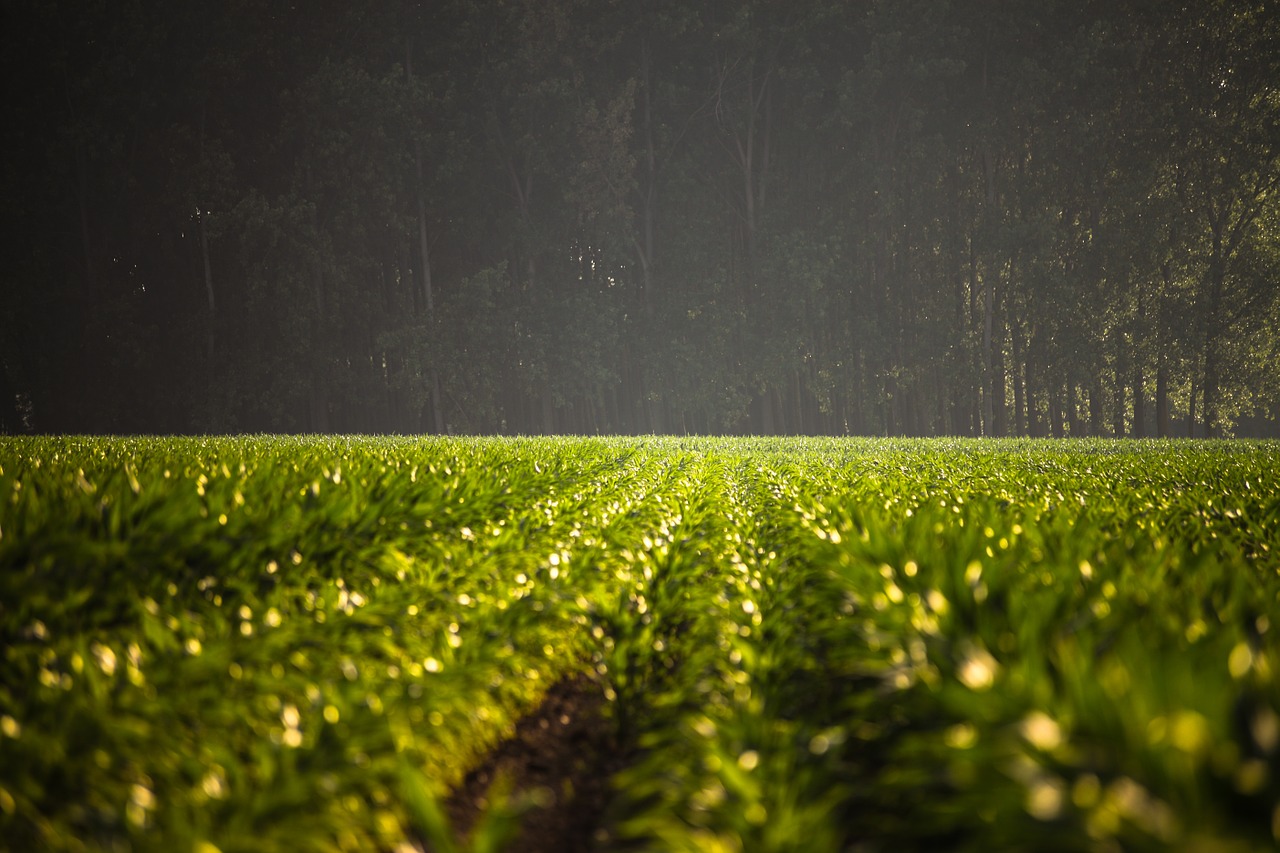 field forest farming free photo