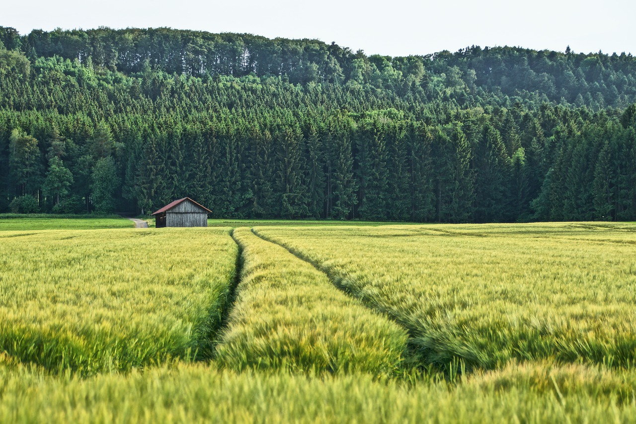 field  hut  forest free photo