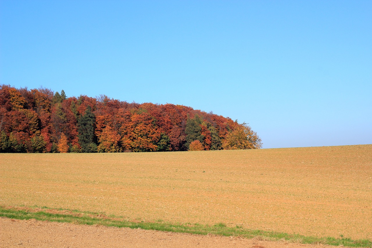 field autumn forest colorful free photo