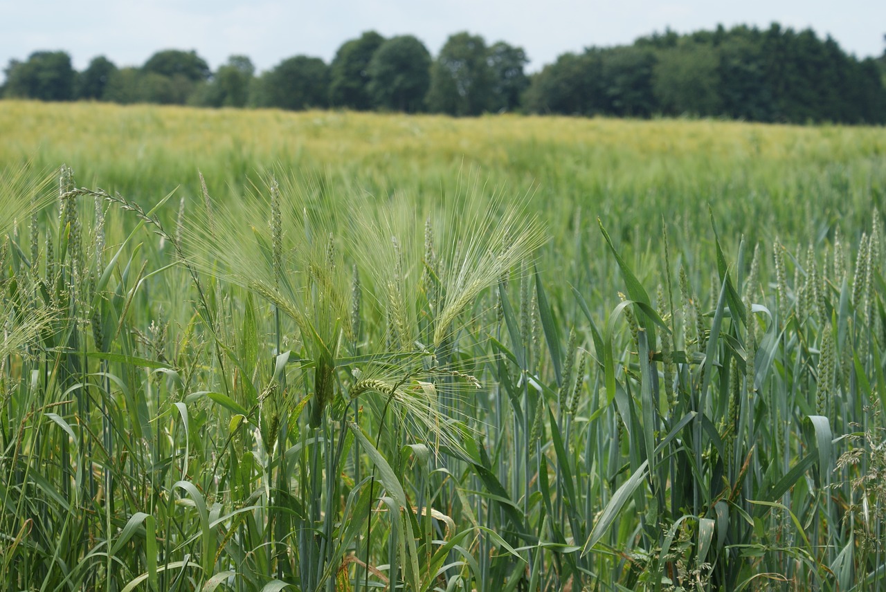 field  fields  wheat free photo