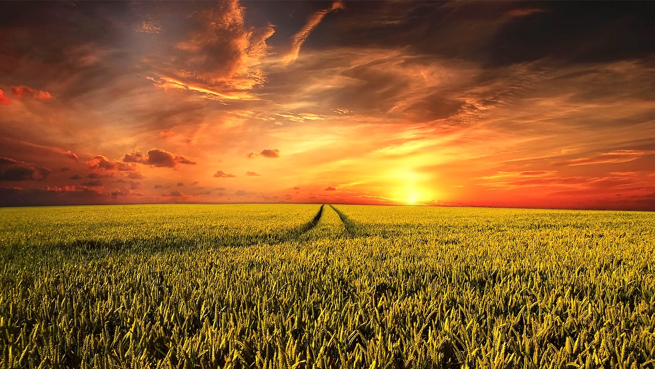 field  field of rapeseeds  landscape free photo