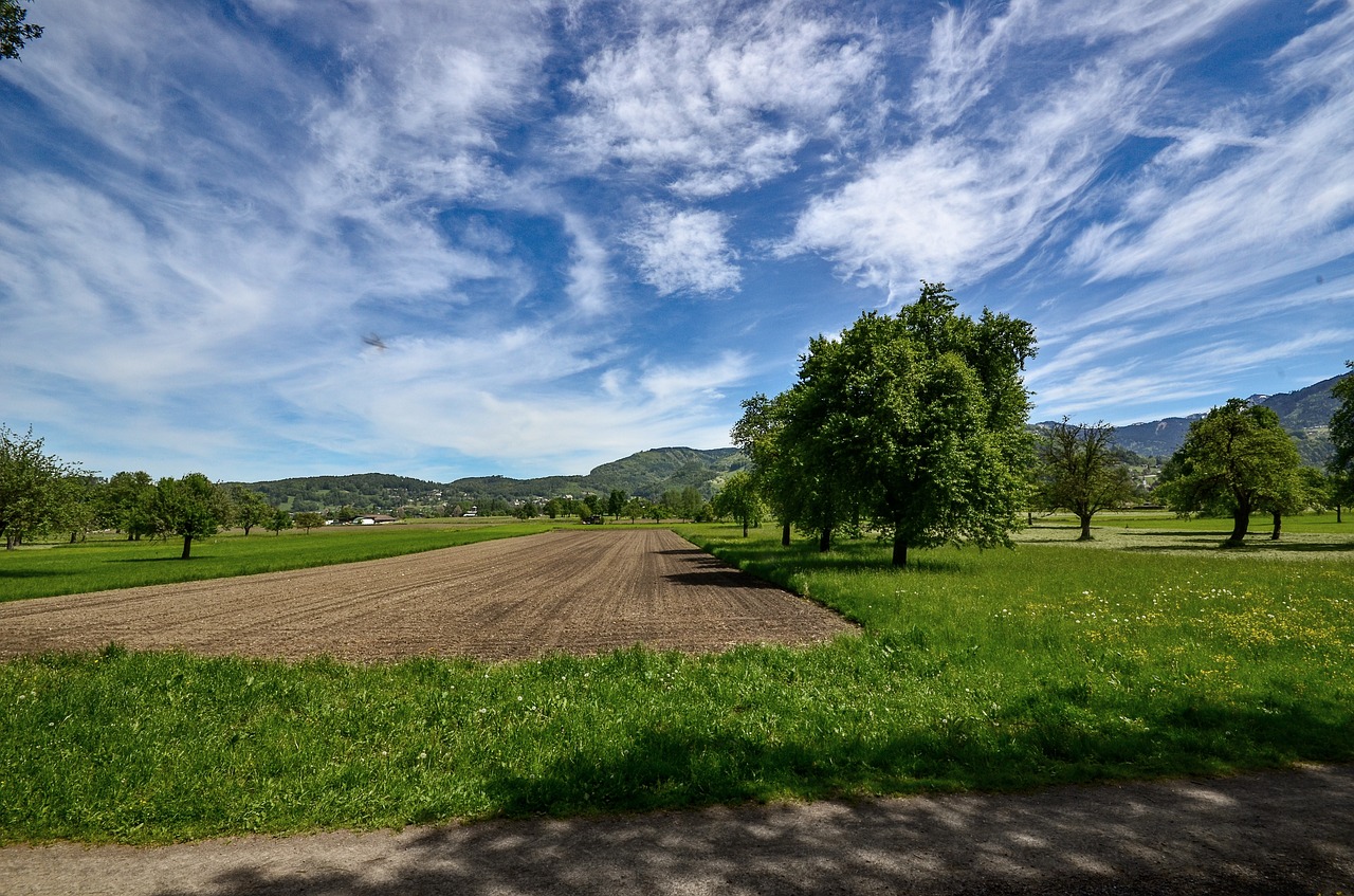 field  meadow  trees free photo