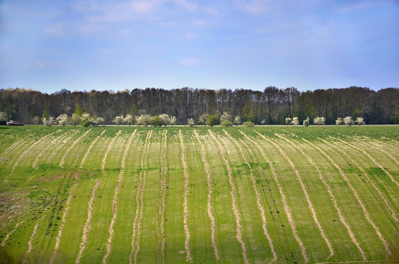 field  spring  landscape free photo