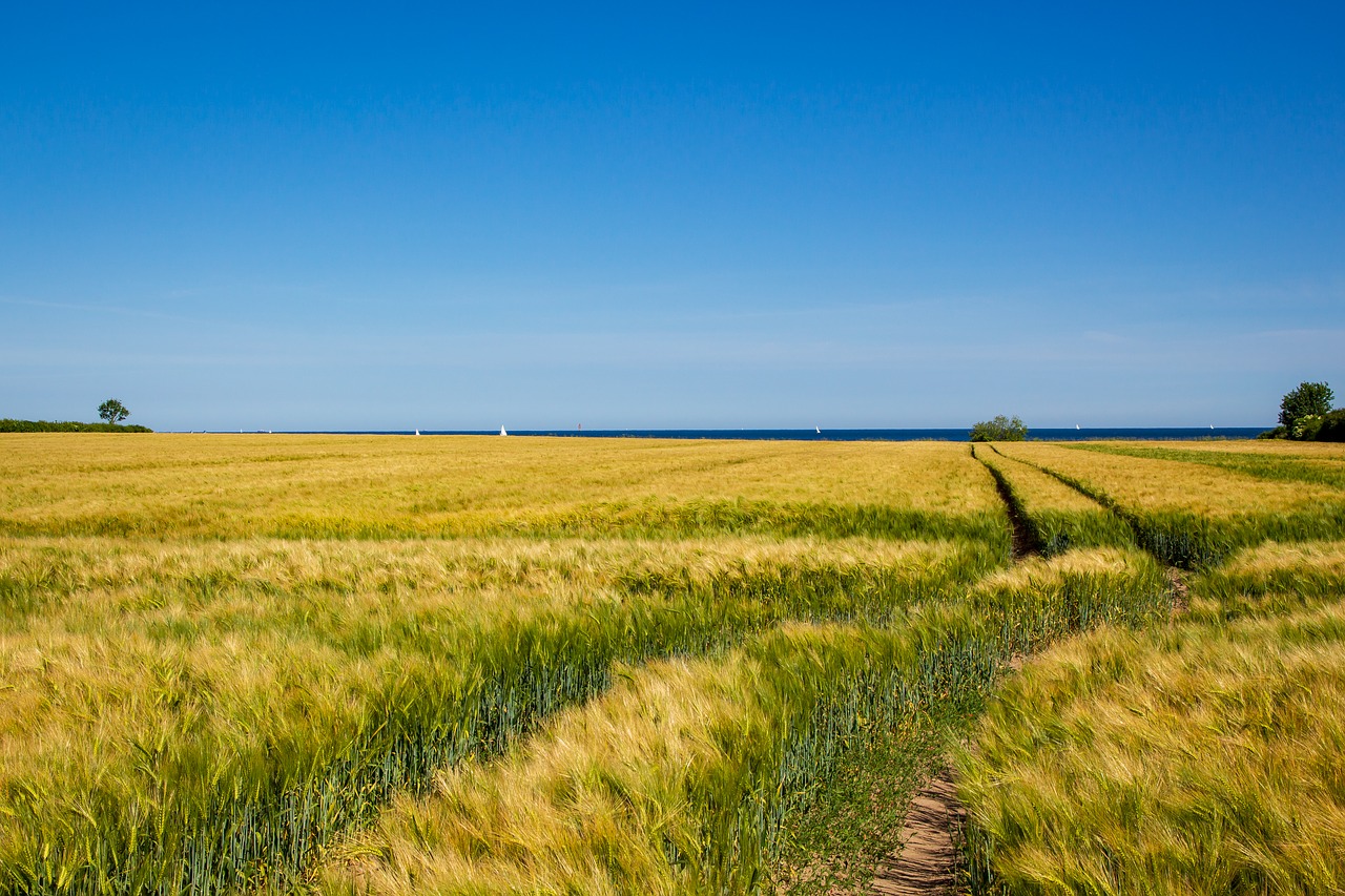 field  cereals  sky free photo