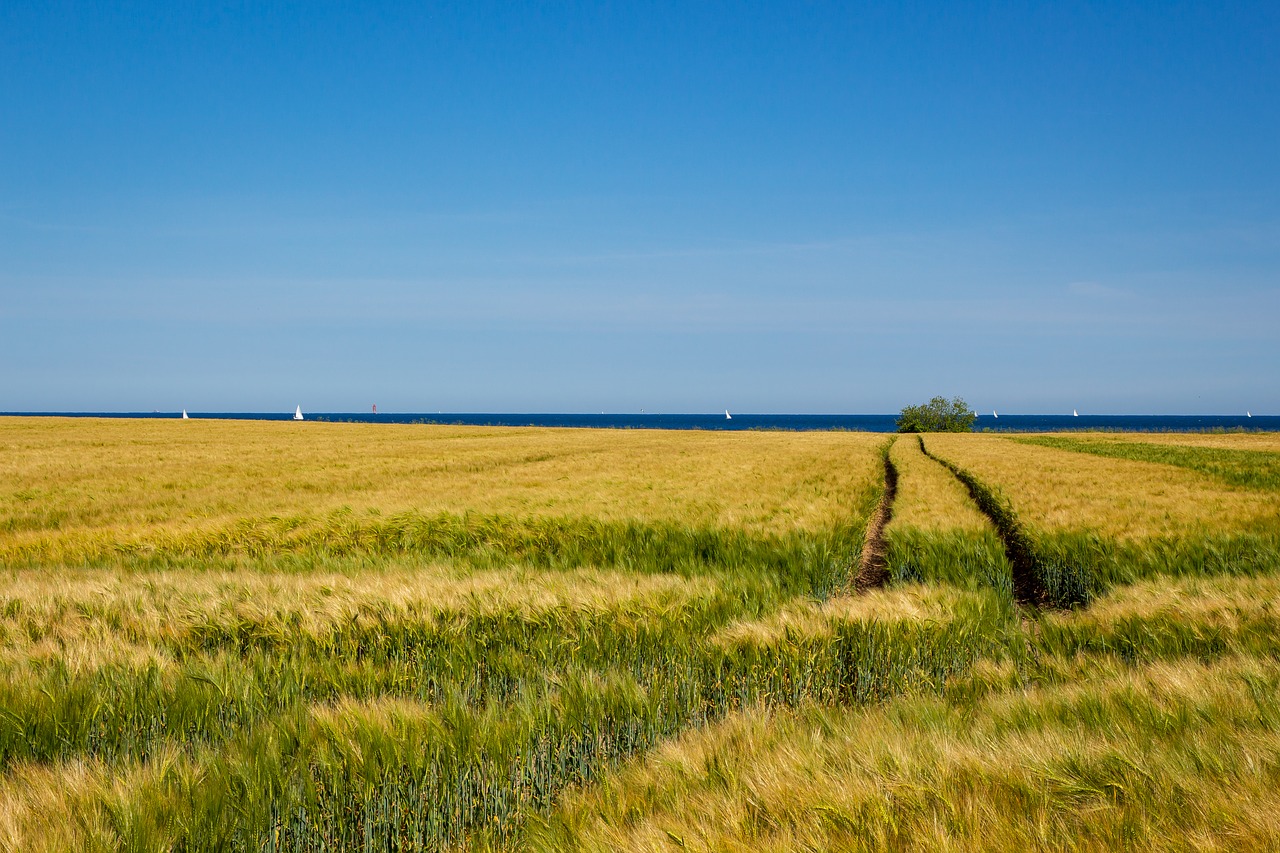 field  cereals  sky free photo