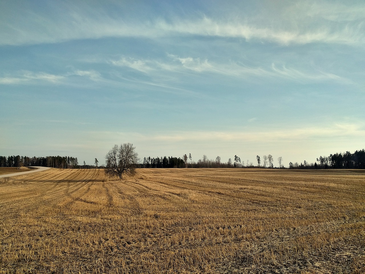 field  tree  landscape free photo