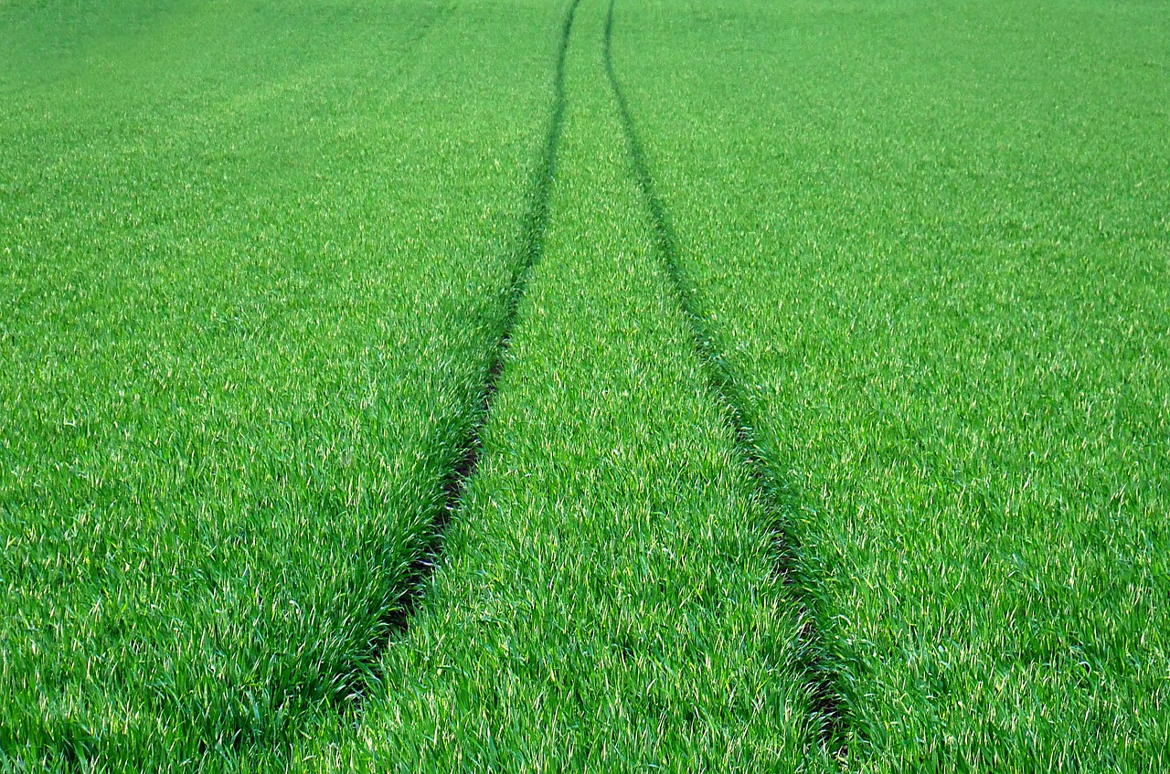 field  wheat  green free photo