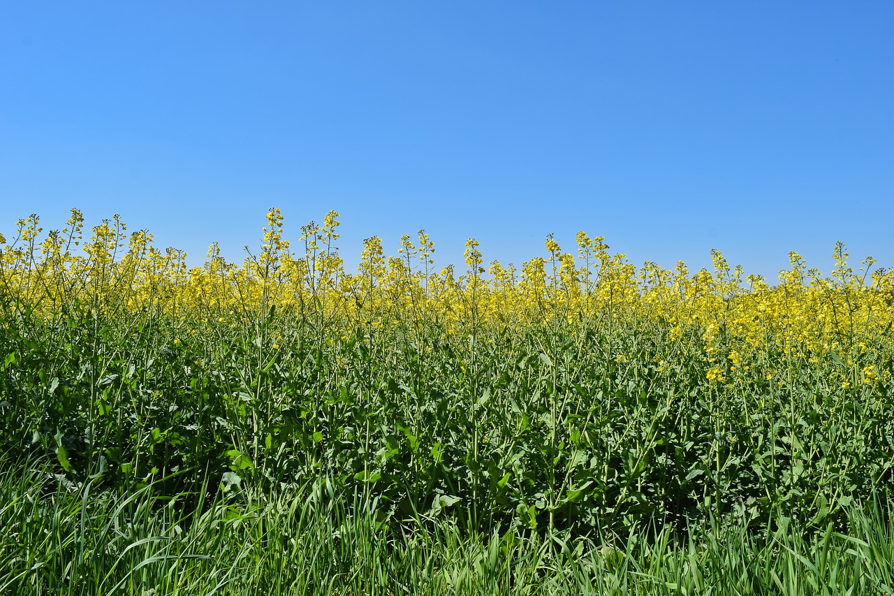 field  oilseed rape  yellow free photo