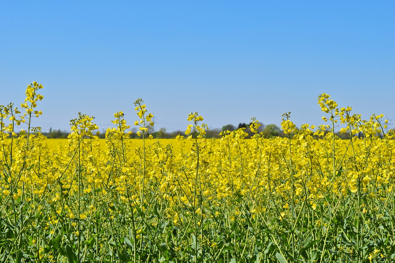 field  oilseed rape  yellow free photo