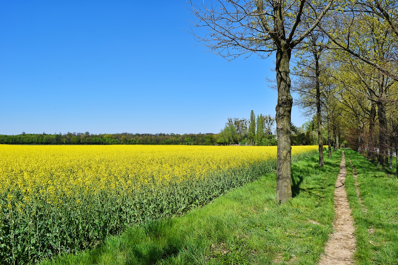 field  oilseed rape  yellow free photo