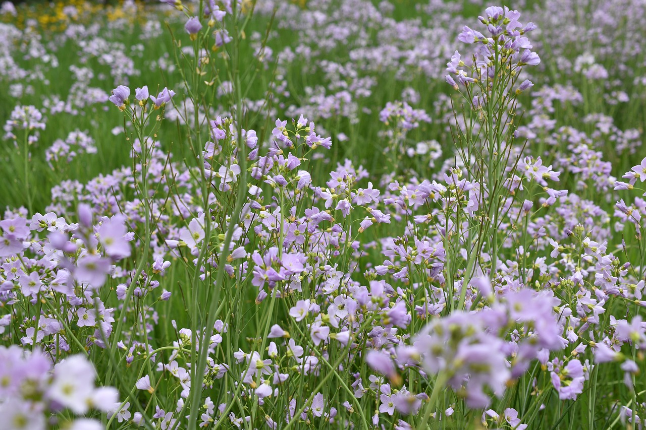 field  flowers  violet free photo