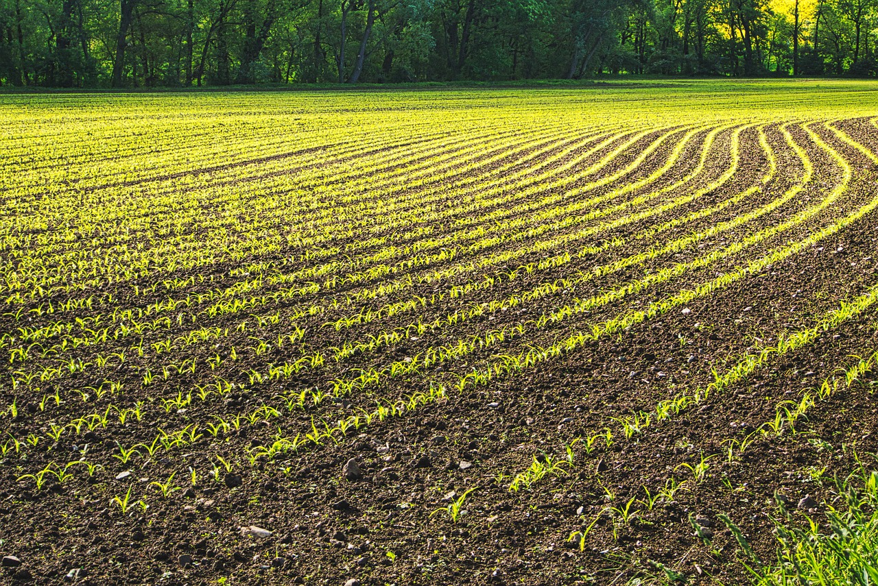 field  plant  landscape free photo