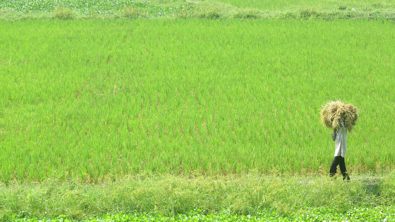 field  green field  nature free photo