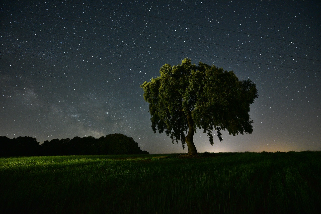 Ночь поле звезды дерево