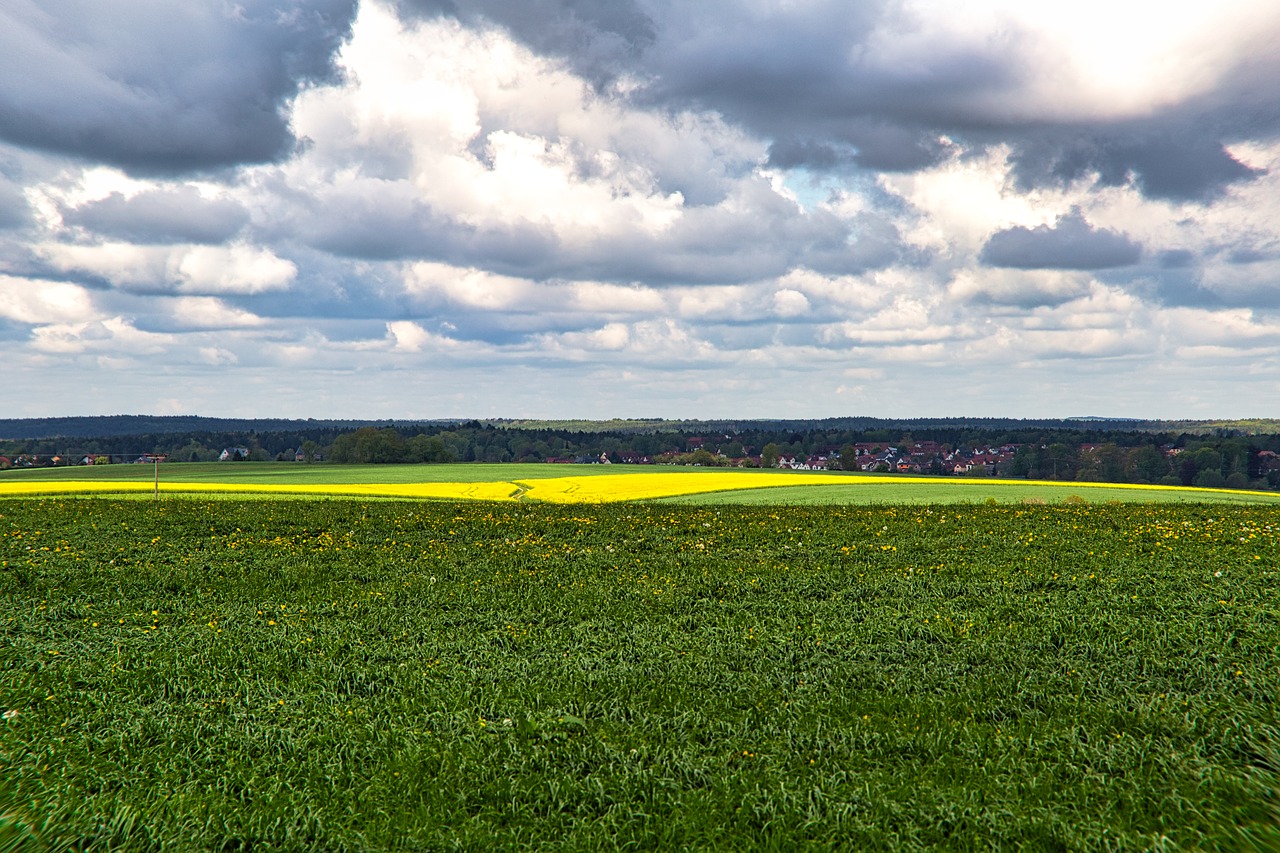 field  fodder plant  field of rapeseeds free photo