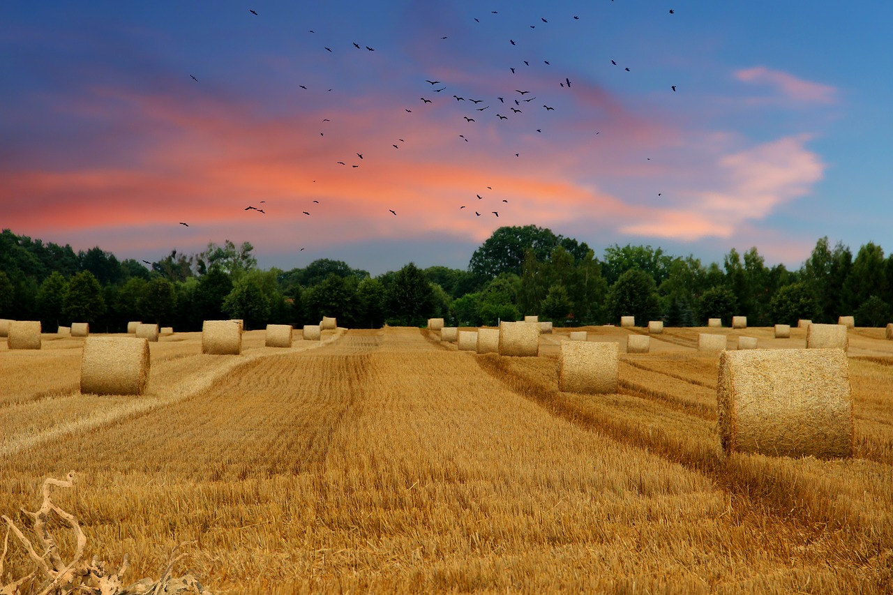 field  straw  straw bales free photo