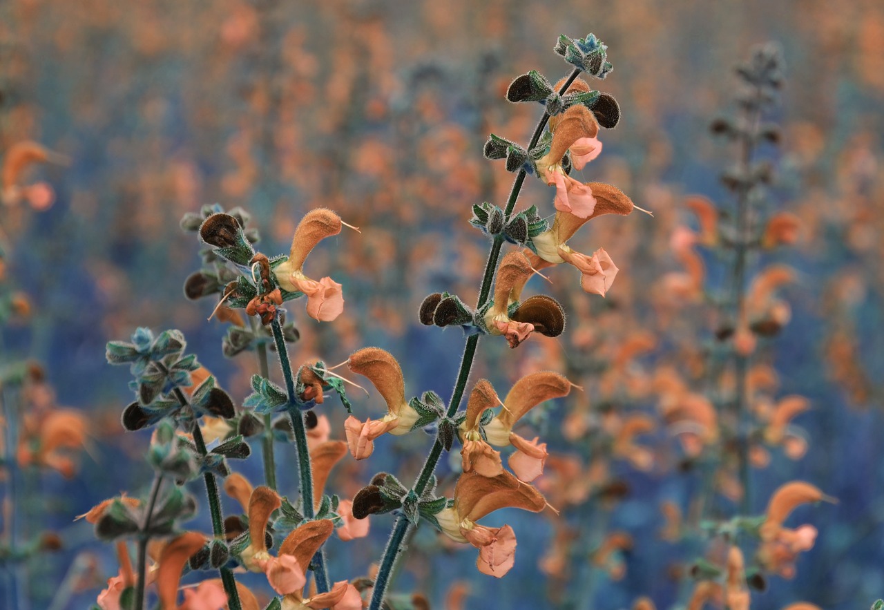 field  flower  nature free photo